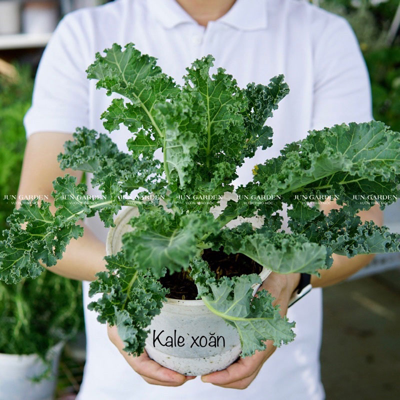 Mách nhỏ cách trồng cải xoăn kale trong thùng xốp  Kinh nghiệm trồng cải  xoăn kale trong thùng xốp  YouTube