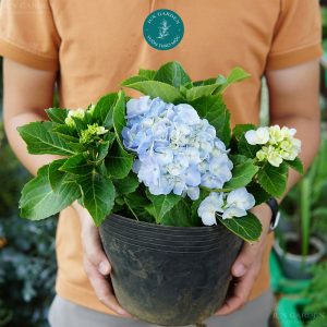 cẩm tú cầu