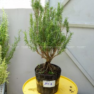 huong thao bonsai 11
