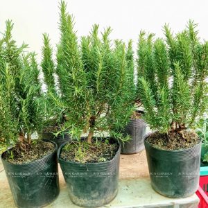huong thao bonsai