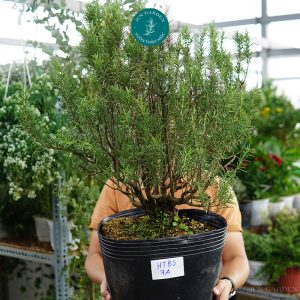hương thảo đại bonsai