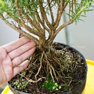 huong thao bonsai
