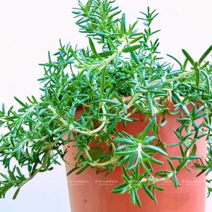 Hương Thảo Rũ Hàn