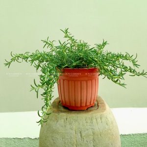 Hương Thảo Rũ Hàn
