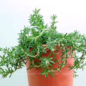 Hương Thảo Rũ Hàn