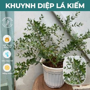 Cây Khuynh Diệp Đô La Gunni (lá nhỏ)