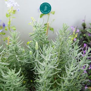lavender dentata