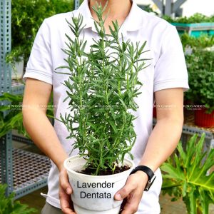 lavender dentata