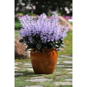 lavender mona