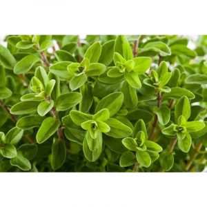 marjoram
