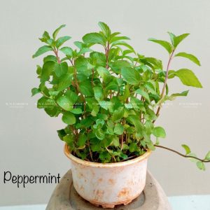 peppermint