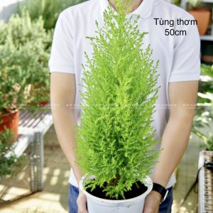 tung thom