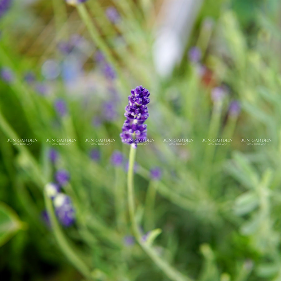 cach trong hoa oai huong lavender o sai gon 2