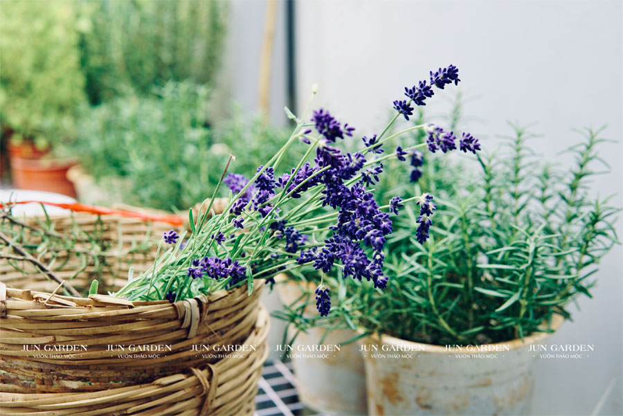 cach trong hoa oai huong lavender o sai gon 3