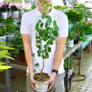 Khuynh Diệp Lá Táo