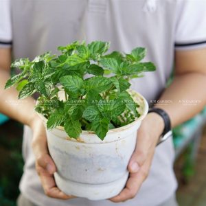 kiotviet 12d0aab9c30f8093db417b3045b0fbc4