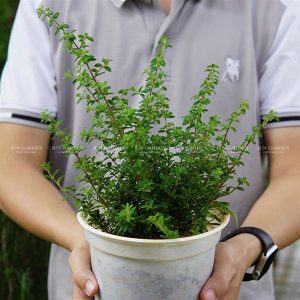 kiotviet f1ae82d1eb59393f67e3b539d1836c49