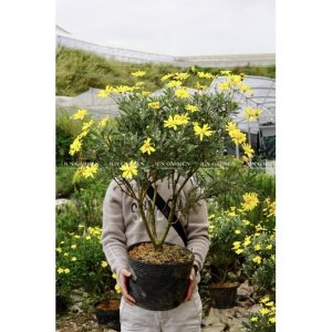 cúc hoạ mi thân gỗ bonsai
