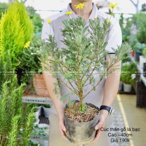 cúc hoạ mi thân gỗ bonsai