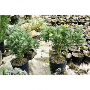 cúc hoạ mi thân gỗ bonsai