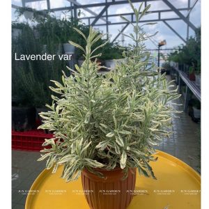 lavender-cam-thach