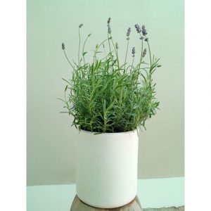 lavender costa