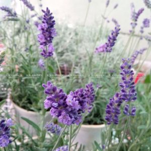 lavender costa