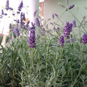 lavender costa