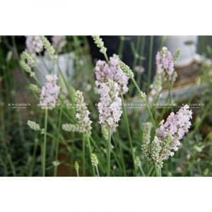 lavender costa