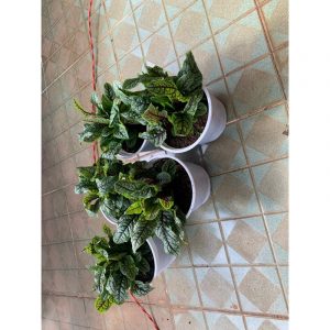 cải chua sorrel