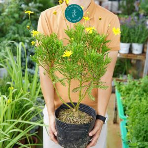 cuc than go bonsai 23