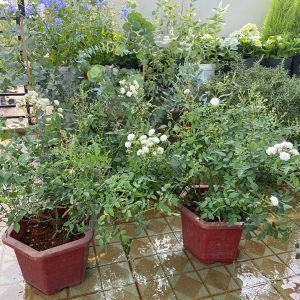 hồng bạch trà