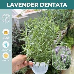 Cây Hoa Lavender Dentata