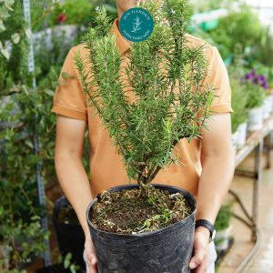 hương thảo lá lớn bonsai