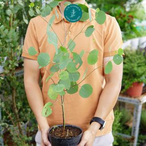 khuynh diệp lá táo