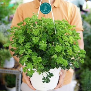 phong lữ mắt thần