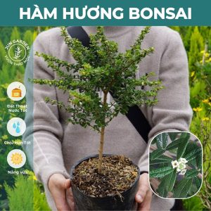 Cây Hàm Hương Bonsai