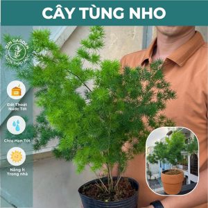tùng nho