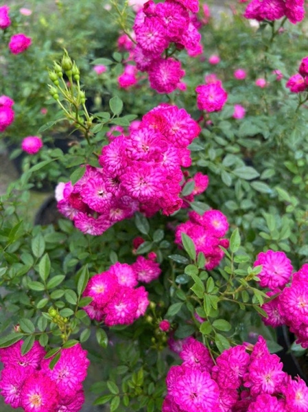 Cây Hoa Hồng Violet Moon - Hồng Bụi