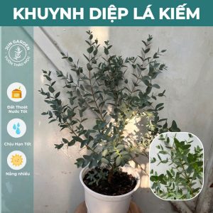 Cây Khuynh Diệp Đô La Gunni Lá Kiếm